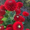 asim.khan0025