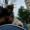 ilinca_2011md