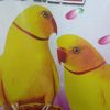 rashed4960