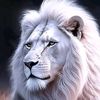 cheikh.diaw323