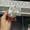 suraiya.shefa5