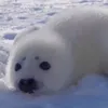 thisisnotwhite