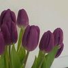 hnin_199785