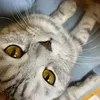 loqiesmeow