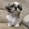 flotheshihtzu