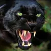 etuite.panter.ter