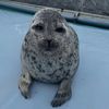 cindy.seal