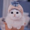 pet_cutee01