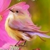 love_birds_0007