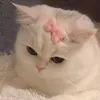 pmapcuti