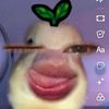 safa_8886
