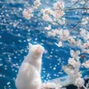 meibongbenh_44