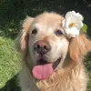 hanahawaina