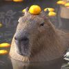 capybara8084