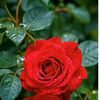 rasel.ahamed11