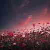 شغف الحياة ✨🤎