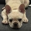 thefrenchiedolly