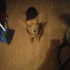 lindahoward042