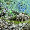 froggymomma4