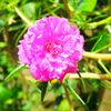 sujonhawlader363