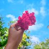 nusratsaima32