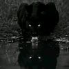 sad1ql1_090