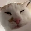 gaboluse