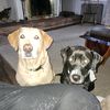 misskandfurrbabies