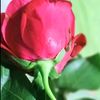 lotif.sheikh1