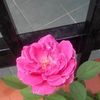 hashimahhashim47