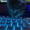 simba__2010