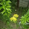 sabau.aurica