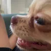 fifidograuuu