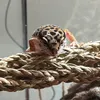 geckomood_