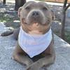 thefriendlylocalpitbull