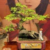 Thuỷ Mộc bonsai