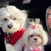 livhappytoo