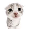 gato55522