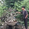 bonsai.andi