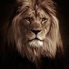 usama.ibrahim35
