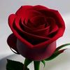 rosa.roja49
