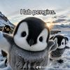 i.like_penguins