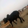 aliahmad46punjabi
