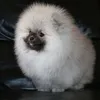 mes Pomeranians et caniche toy