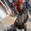 larkumbang34