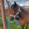 jesse_and_her_ponies