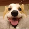 marvin.o.corgi.ca
