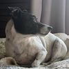 doggy.bottom