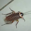 Kênh Nhà Báo
