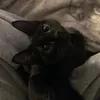 leemeowjulx
